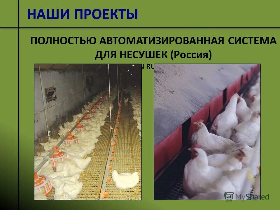 Big dutchman кормушка. сельское хозяйство птицеводство. индекс птичник. тагайская птицефабрика. типовой проект птичника.