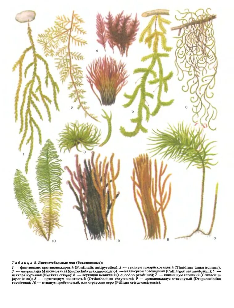 Листостебельные мхи семейства. Представители моховидных мхов. Мох сфагнум семейство. Листостебельные мхи папоротниковые бурые водоросли базидиомицеты. Моховидные растения примеры названия