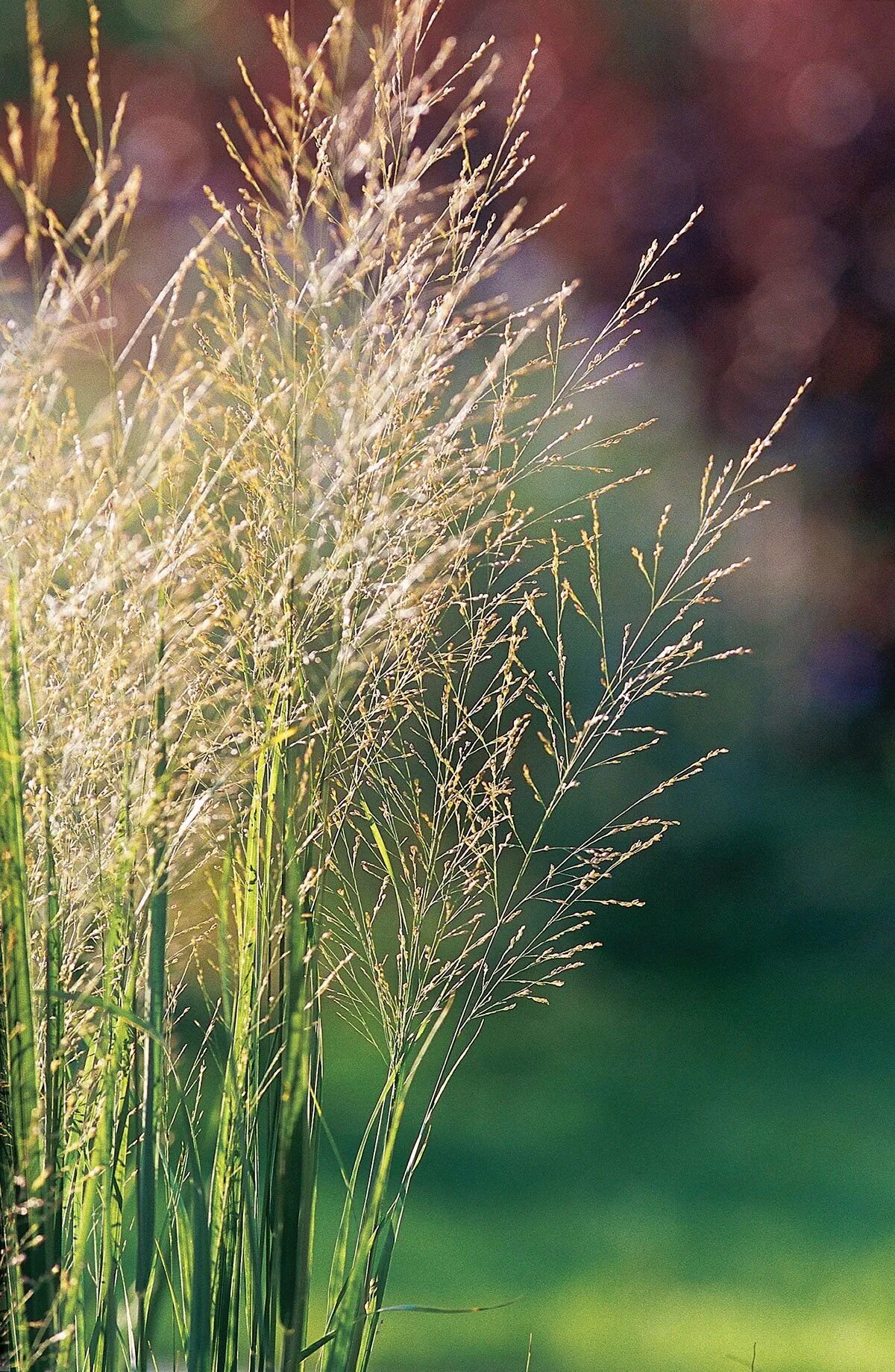 Без злаковый. Просо злак. Вейник остроцветковый. Трава паникум. Panicum virgatum Prairie Sky.