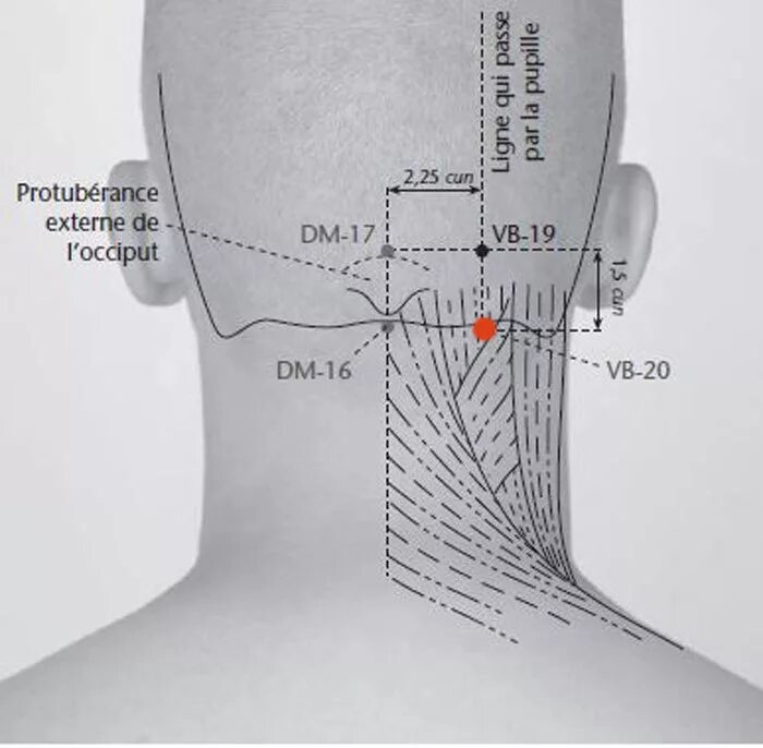 Затылок это где. Точка vb20 фэн-чи. Точка Юй Чжэнь. Точка GB 20 (фэн-чи). Тянь-Чжу точка акупунктуры.