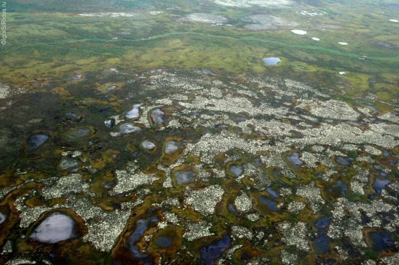 Арктические болота. Вечная мерзлота на Кольском полуострове. Таймыр болота. Тундра Таймыра. Болота на полуострове Таймыр.
