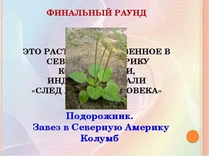 Почему растение подорожник так названо 2 класс