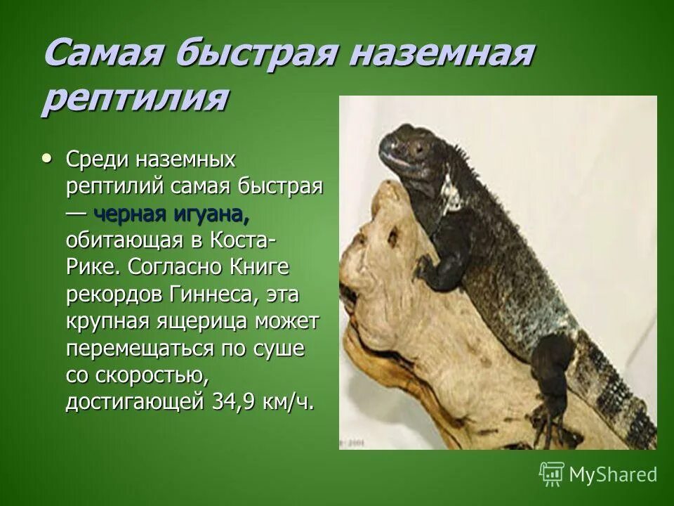 Самое быстрое животное в мире. У какого животного самая быстрая реакция. Гепард догоняет антилопу. У какого животного самая быстрая реакция. Самое быстрое животное в мире.