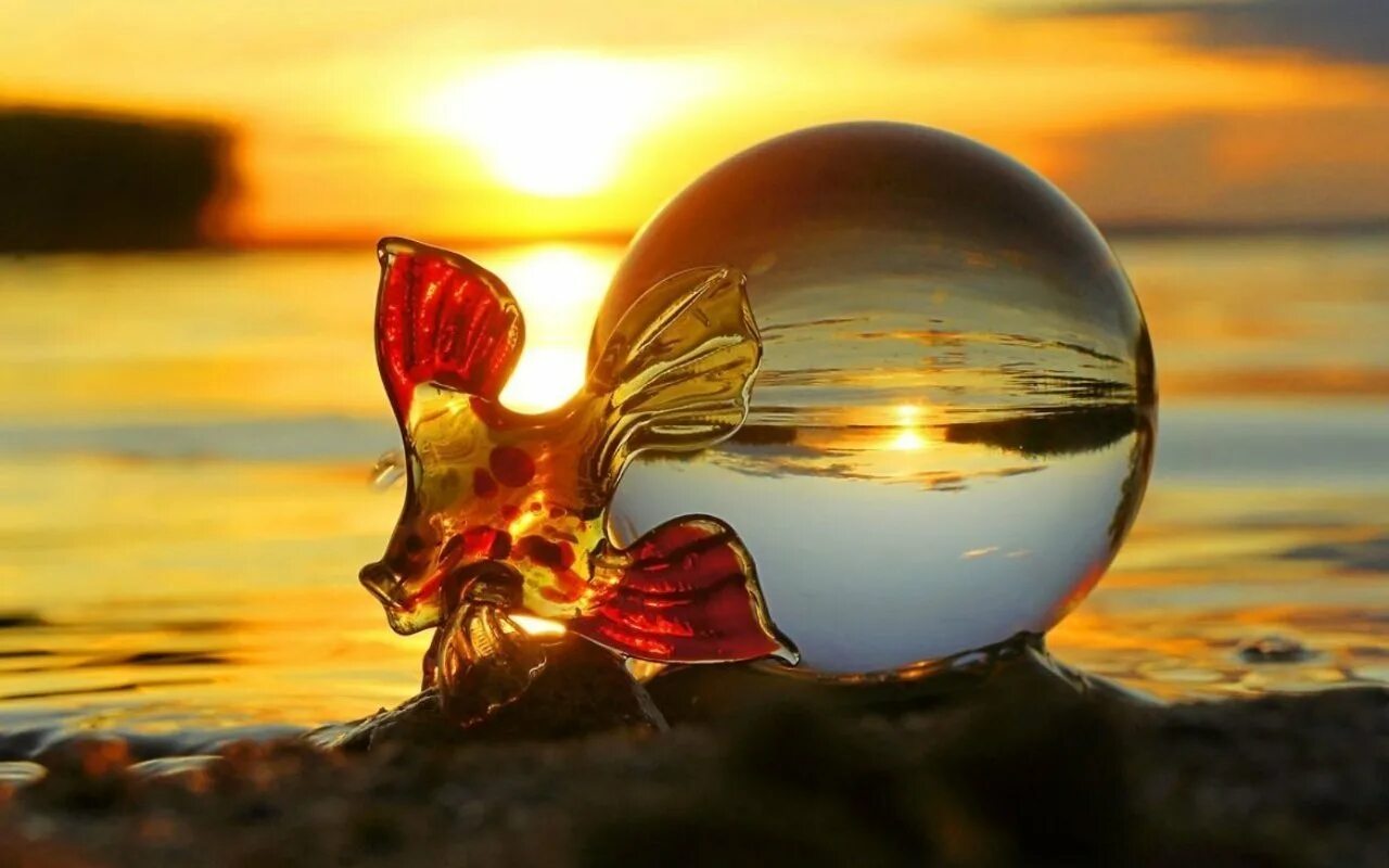 Невероятное желание. Исполнение желаний. Золотая рыбка исполняет желания. Исполнение мечты фото. Золотая рыбка в море.