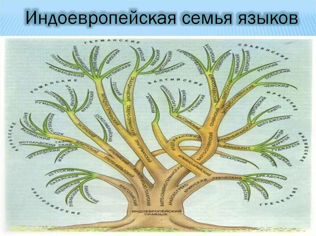 Индоевропейский праязык. Языковое Древо индоевропейской семьи. Генеалогическое Древо индоевропейской. Индоевропейская индоевропейская семья. Языки входящие в группу индоевропейских