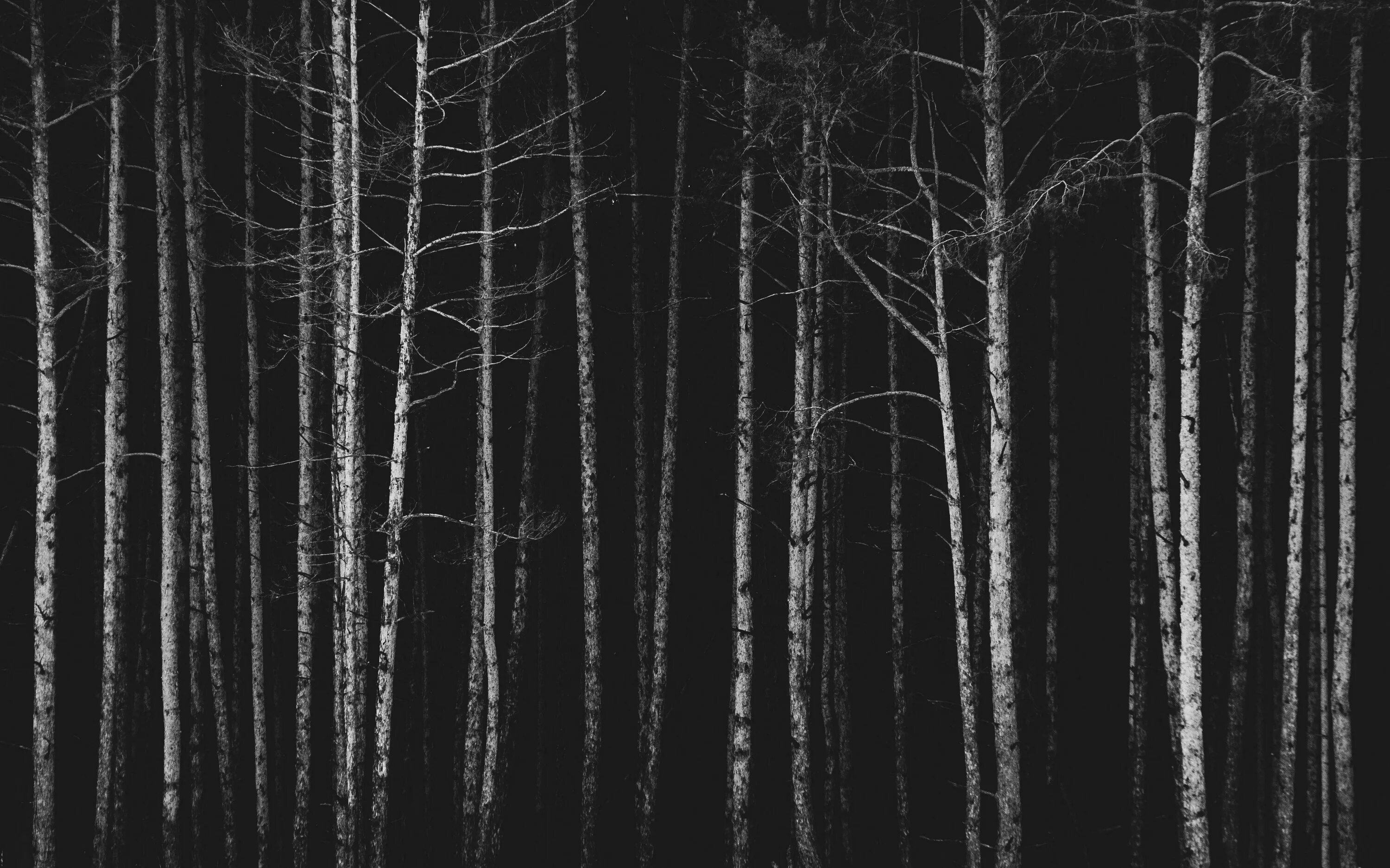 Самый черный лес. Темные обои. Темный лес. Черно белый лес. Темное дерево.