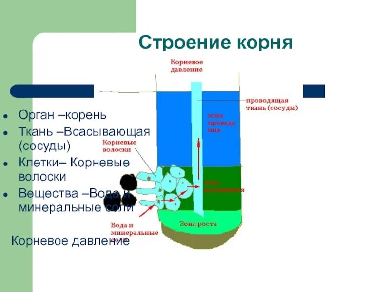 Вода необходима клеткам корня. Строение корня Корневое давление. Строение всасывающей ткани. Всасывающая ткань. Корневое давление градиент веществ.