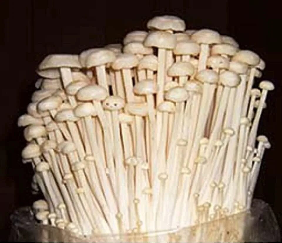Как готовить грибы еноки. Мас enoki. как сварить эноки грибы. рецепт грибы эноки из мукбанга.