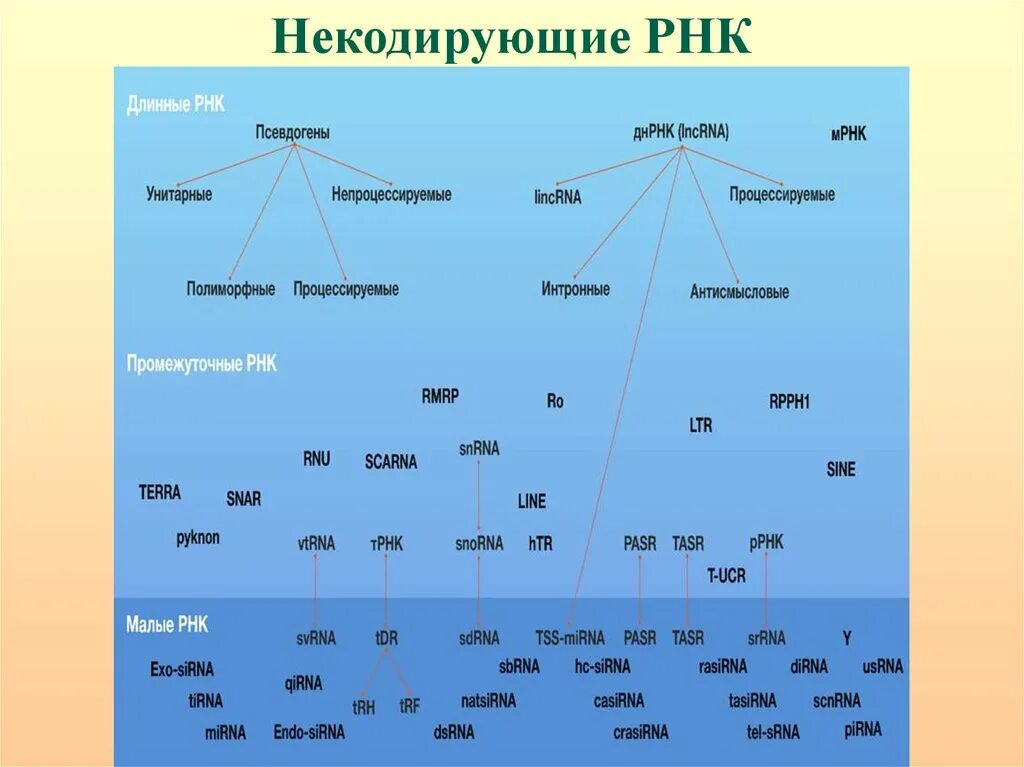 Кодирующие и некодирующие рнк. Некодирующие рнк. виды некодирующих рнк. длинная некодирующая рнк. функции некодирующих рнк.