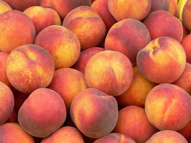 Персик. Siera peach. Siera peach. Гибрид персика и инжира. Сорт персика редхейвен.