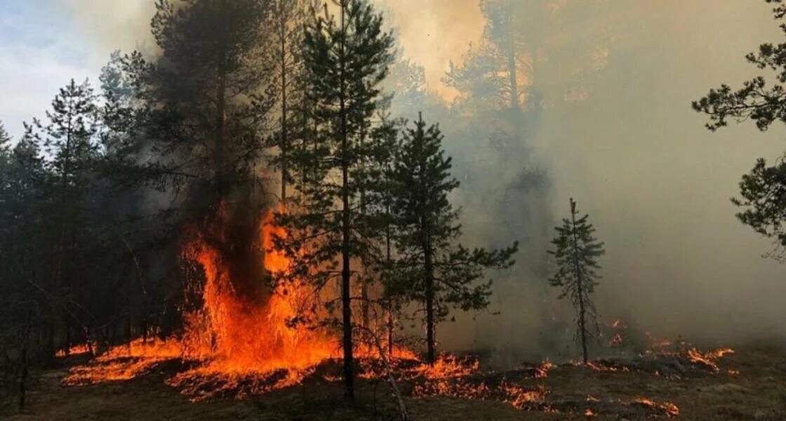 Хвойный пожар. Пожар в лесу. Пожар в хвойном лесу. Пожары в Архангельской области. Горящий лес.