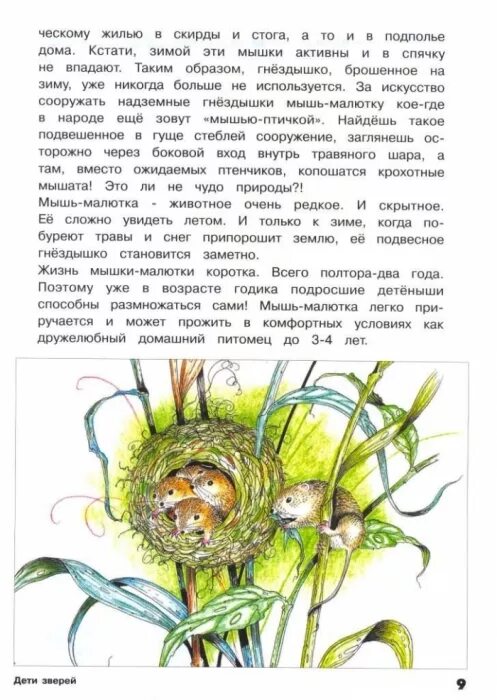 мышь малютка интересные факты. энциклопедия про мышат. необычные факты о мышах. доклад про мышь. мышь полёвка описание.