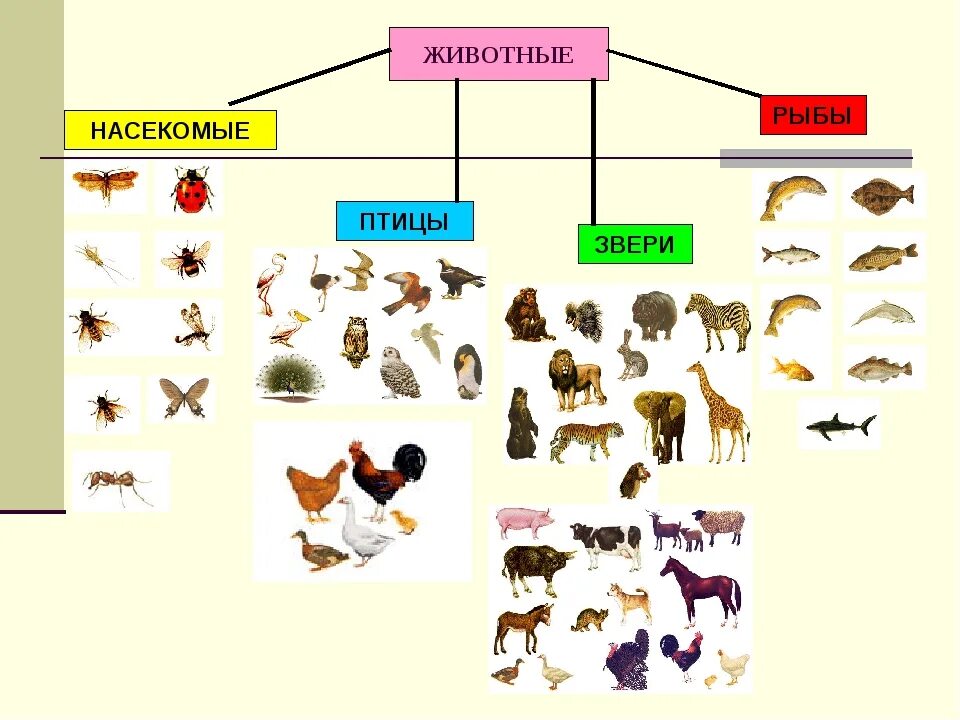 Классификация животных окружающий мир 3 класс. Классы животных. Классификация животных для детей. Животные и птицы классификация. Классификация групп животных.