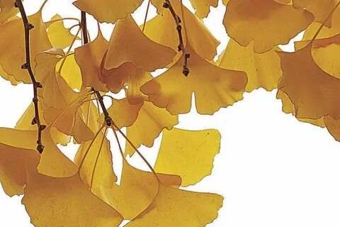 Ginkgo biloba leaves