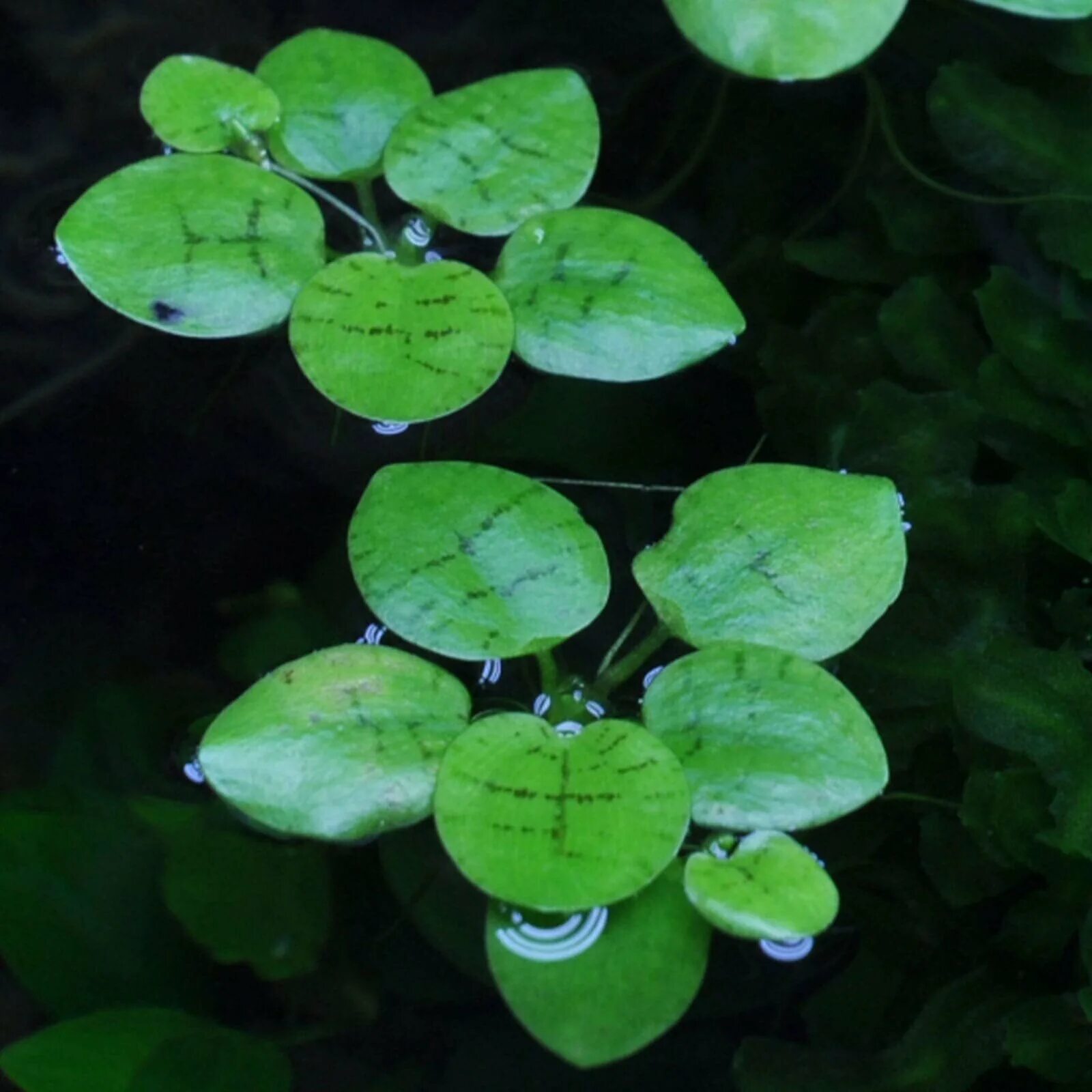 Виды плавающих растений. Лимнобиум лаевигатум. Лимнобиум побегоносный. Сальвиния, риччия, лимнобиум. Лимнобиум лаевигатум Амазон.