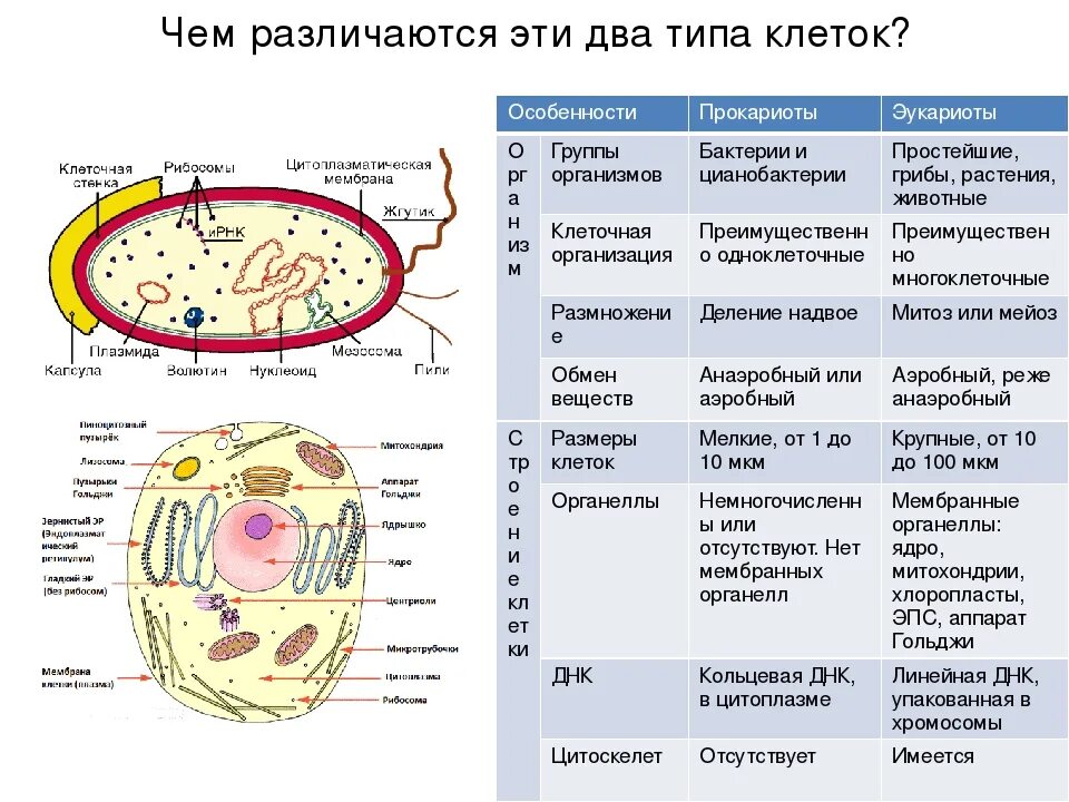 Общий план строения клеток эукариот и прокариот. Структура клеток прокариота и эукариота. Строение клетки прокариот и эукариот. Плазматическая мембрана у клеток эукариот.