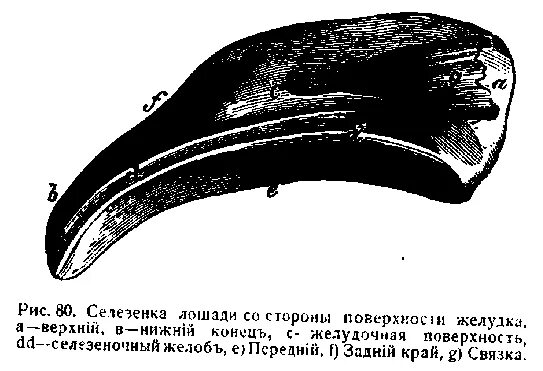 Селезенка лошади анатомия. Селезенка КРС анатомия. Селезенка животных анатомия. Селезенка свиньи анатомия.