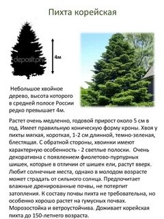 Какой высоты пихта