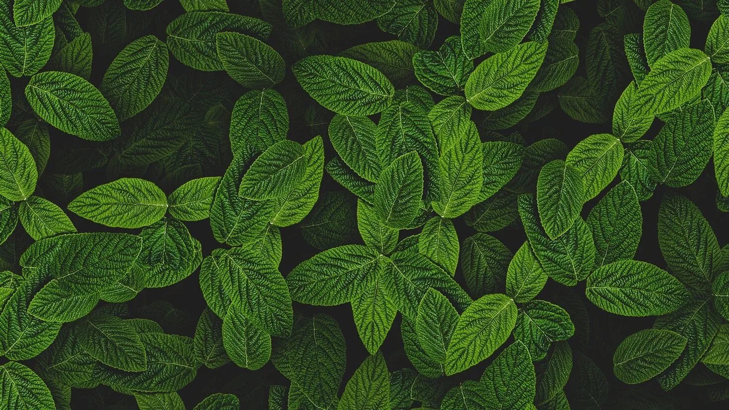 Leaves wallpaper