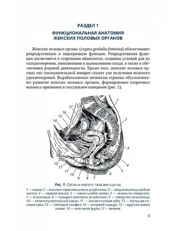 Анатомия женской половой системы внутренние органы. Анатомия и физиология женских половых органов (наружные и внутренние). Перечислите наружные женские половые органы. Анатомия наружных женских органов схема. Женская половая система внутри