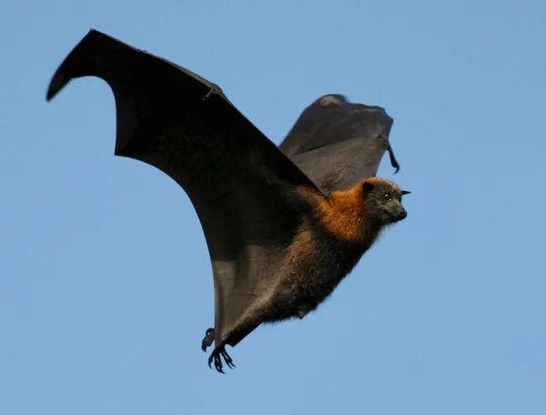 Giant Golden-Crowned Flying-Fox - Bat Facts and Information Fox bat, Bat species