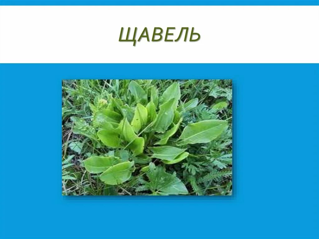 Щавель найти слова. Щавель. Части растения щавель. Щавель это овощ. Растение похожее на щавель.