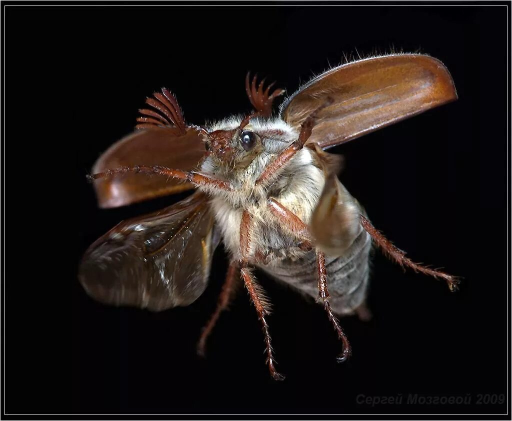 майский жук летает. хрущ майский летает. майский жук (хрущ майский). майский жук летает. майский жук летает.