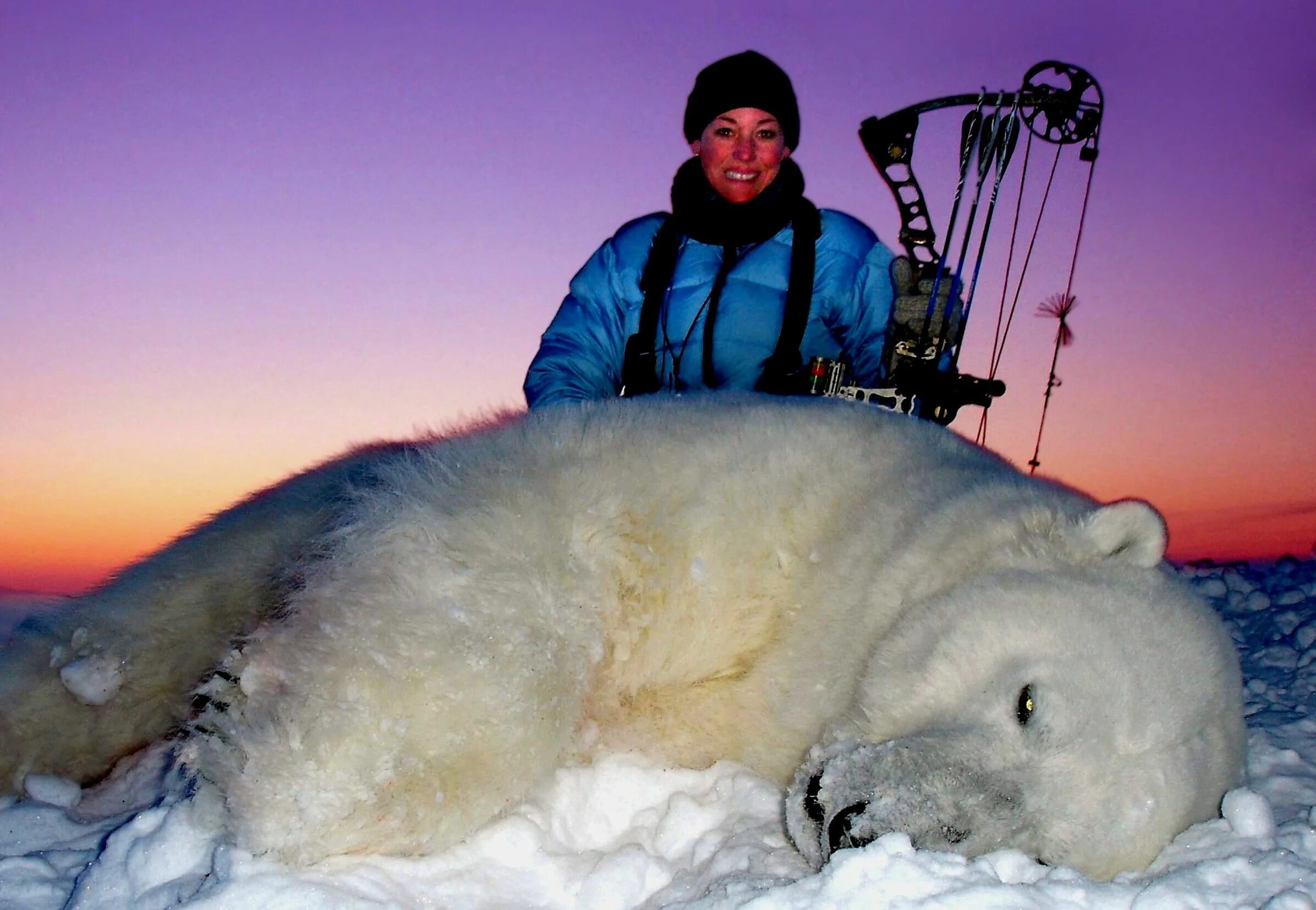 Me. Here. Please! Cold Bears Polar bear, Animals, Bear