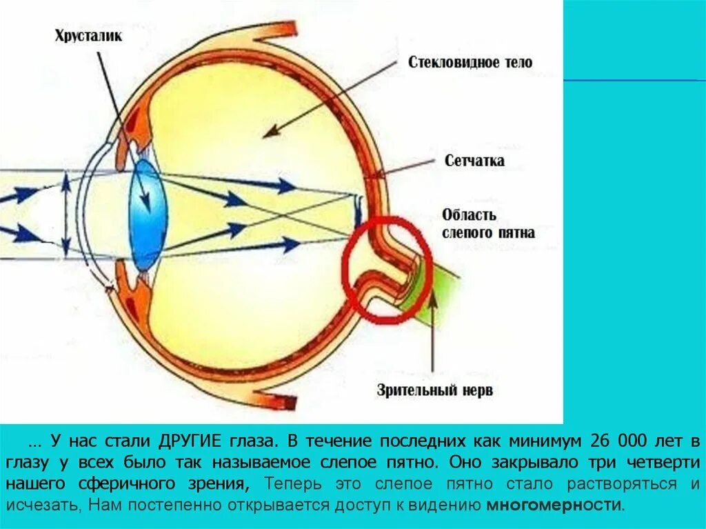 Зрительный анализатор слепое пятно. Слепое пятно глаза. Слепое пятно глаза функции. Слепое пятно в глазу у человека. Слепого пятна сетчатки глаза