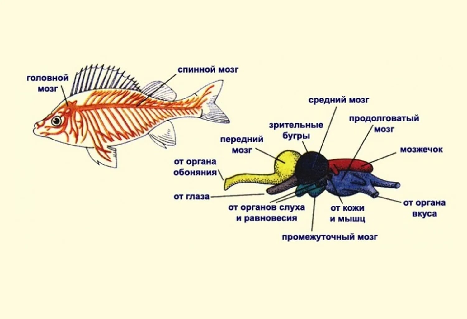 Какие отделы мозга у рыб. Нервная система костных рыб схема. Нервная система функции отделов головного мозга рыб. Строение нервной системы и головного мозга рыб. Внутреннее строение рыбы головной мозг.