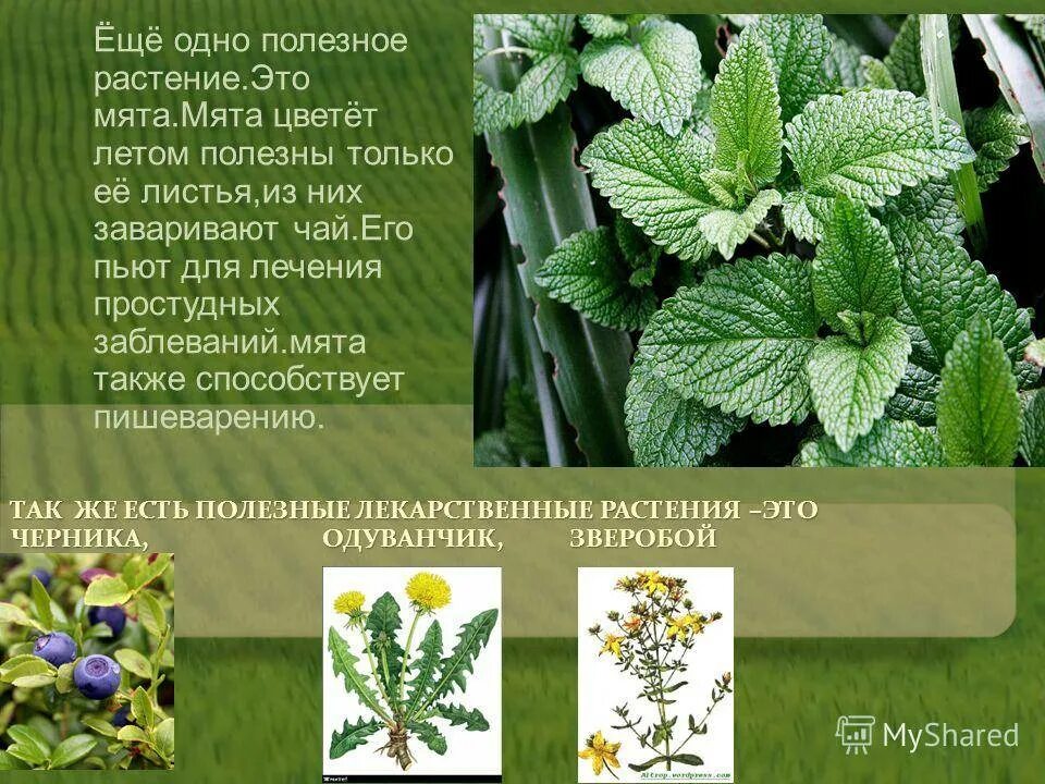 Лекарственные растения список и описание. Лекарственные растения. Целебные растения. Полезные лекарственные растения. Лечебные растения описание.