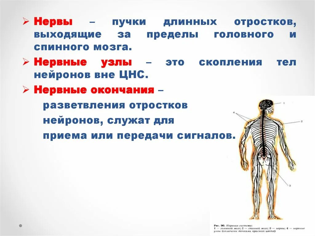 Таблица строение нервной системы. Строение и значение нервной системы. Нервы пучки длинных отростков.