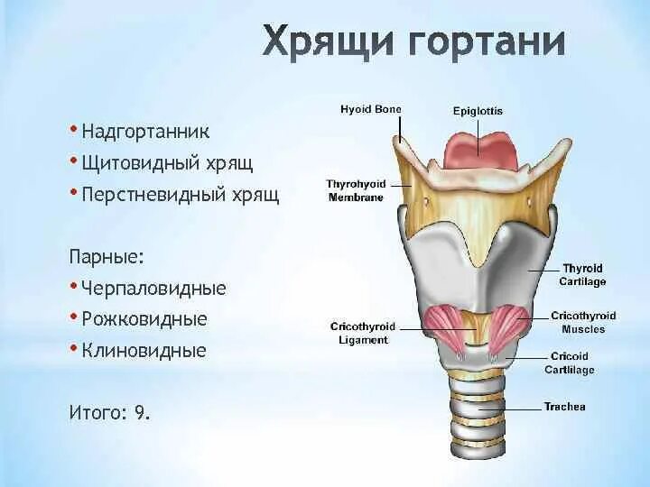 В какую систему органов входит гортань. Надгортанник хрящ гортани. Строение гортани надгортанник. Надгортанник строение анатомия. Черпаловидные хрящи гортани.