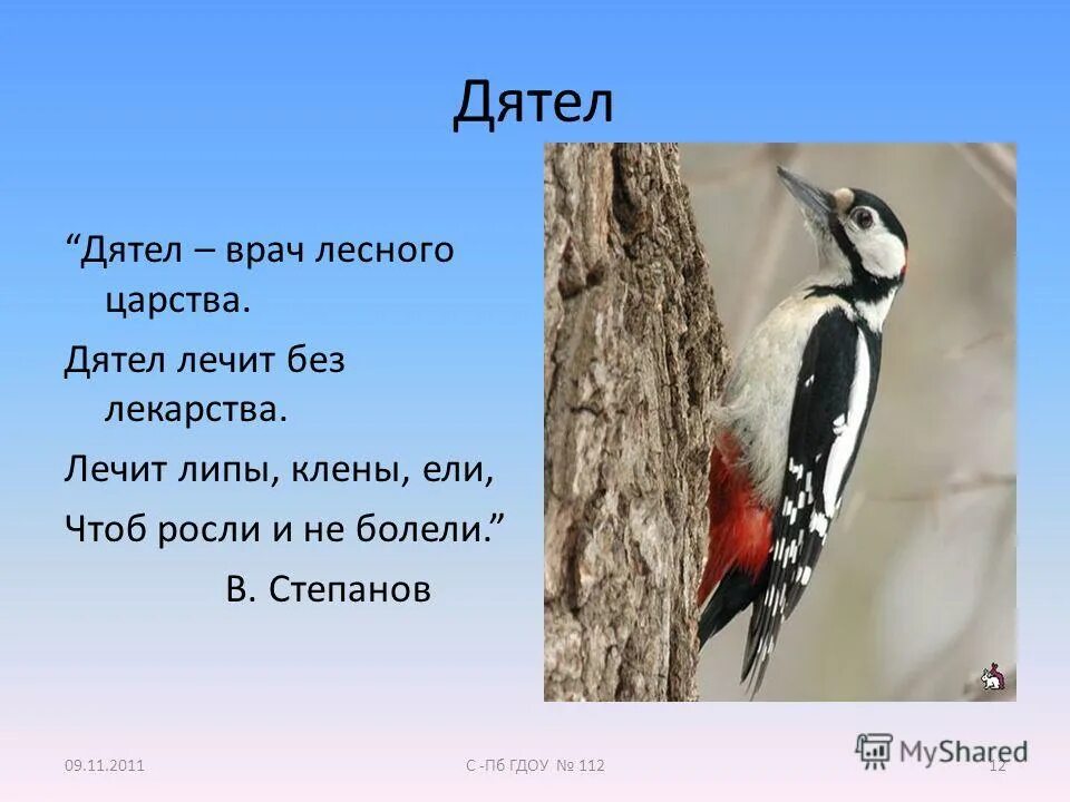 Рассказ про дятла. Стих про дятла. Дятел описание для детей. Стих про дятла для детей.