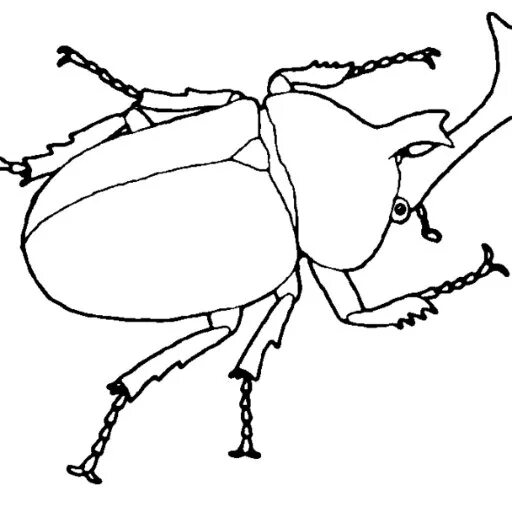 Жук носорог. Нарисовать жука носорога. Жук носорог раскраска. Жук носорог раскраска для детей.