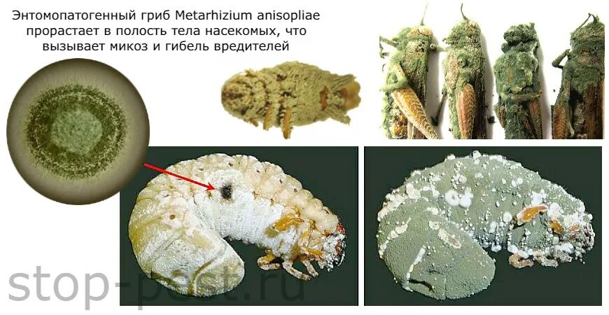 Метаризиум и боверия