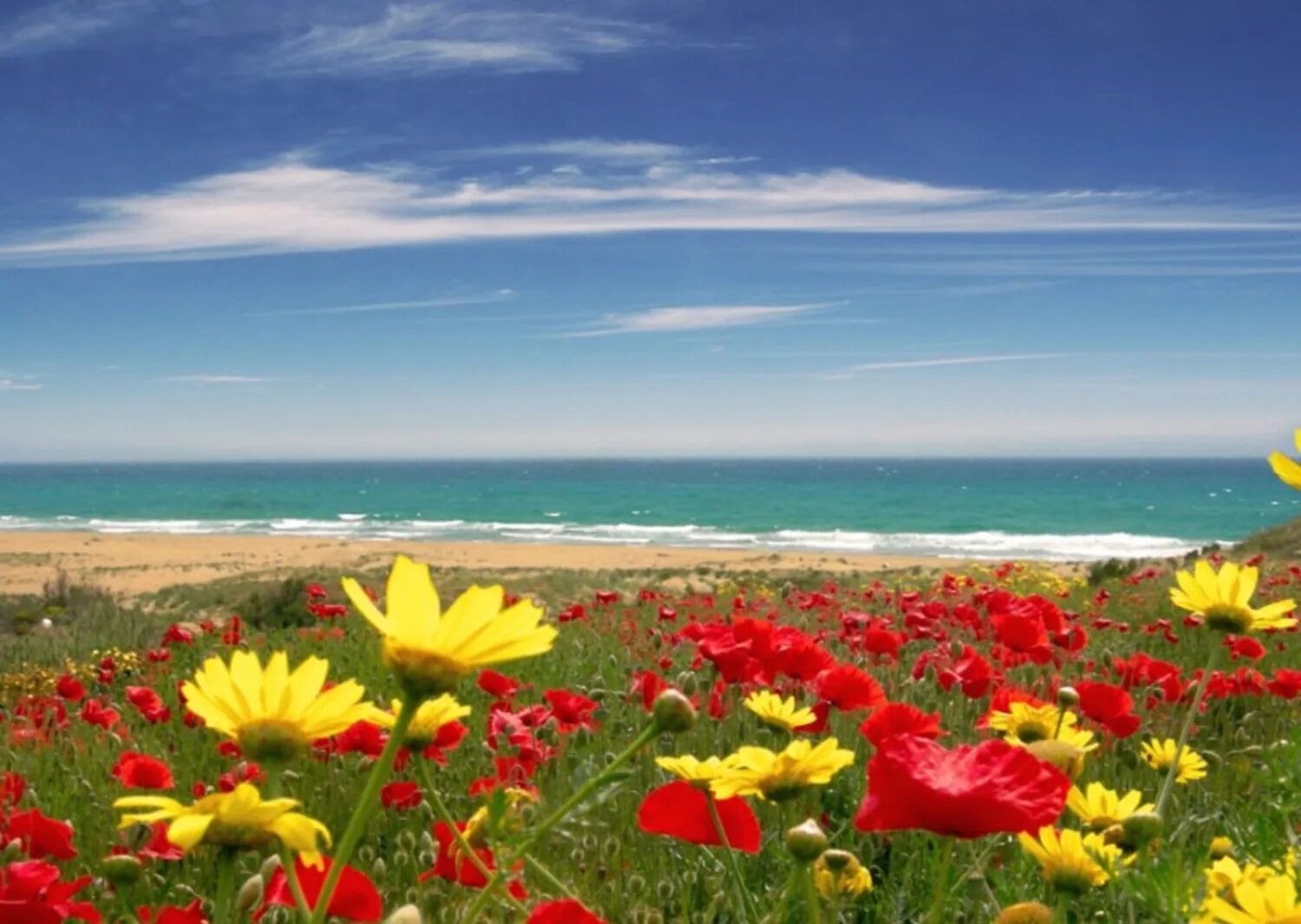 Пестрое лето. Маки Азовское море. Море цветов. Цветы море солнце. Цветы и небо.