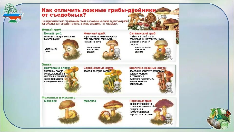 Как отличить пищевую. Грибы двойники съедобные и несъедобные. Ядовитые грибы грибы двойники. Как отличить съедобные грибы от несъедобных грибов. Ложные грибы двойники съедобных грибов.