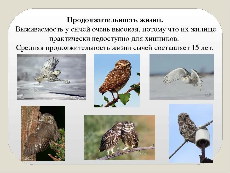 Сколько лет живут совы. Продолжительность жизни Совы. Соват Продолжительность жизни. Филин Продолжительность жизни. Средняя Продолжительность жизни Совы.