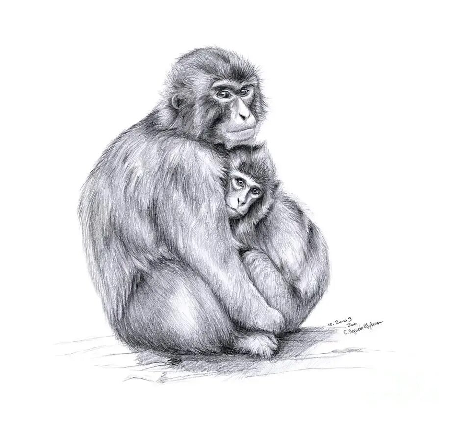 Рисунок обезьяны карандашом. Обезьяна карандашом. Обезьяна рисунок карандашом. Рисунок обезьяны карандашом для срисовки. Обезьяна набросок.