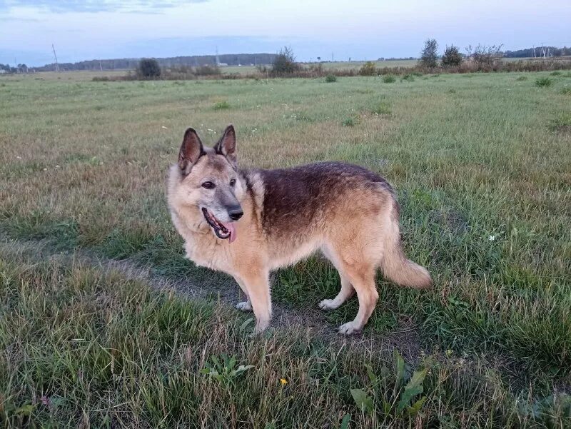 овчаркоманда спб