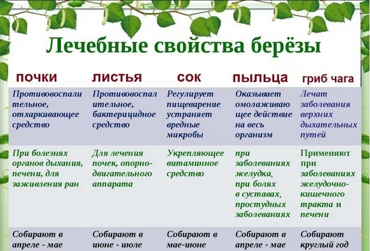 Береза какое вещество. Берёзовые листья лечебные. Свойства березы. Лечебные свойства березы. Полезные свойства березы.