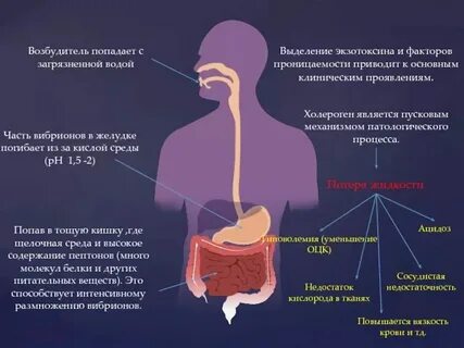 Какая рн среда в желудке