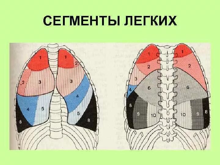 S 1 легкого. Сегмент s7 правого легкого. Сегменты легкого s1 s2. S6 сегмент левого легкого. 4 Сегмент легкого.