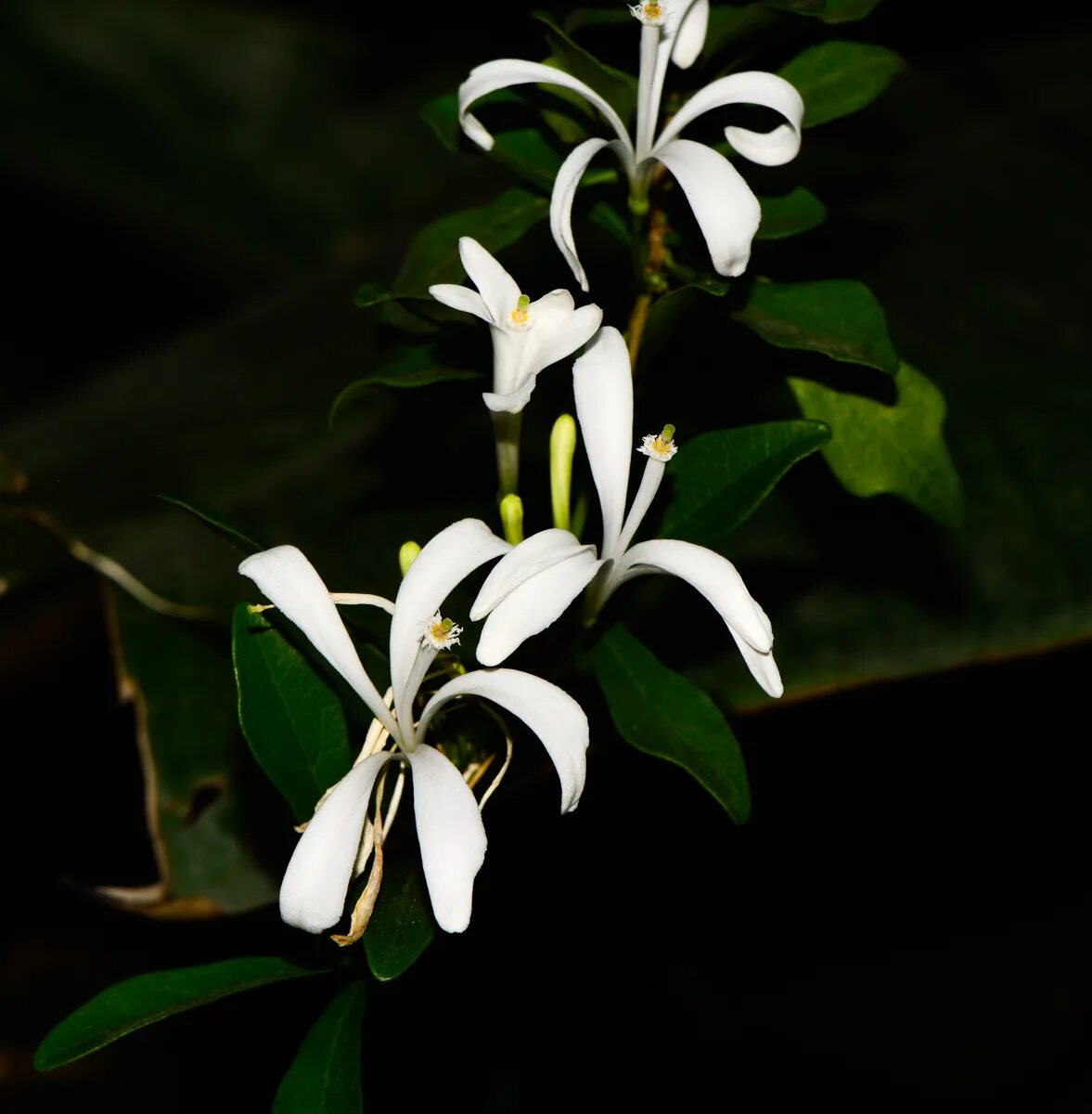 Что такое турея. Turraea obtusifolia. Туррея туполистная. Turraea floribunda. Турея обтузифолия.