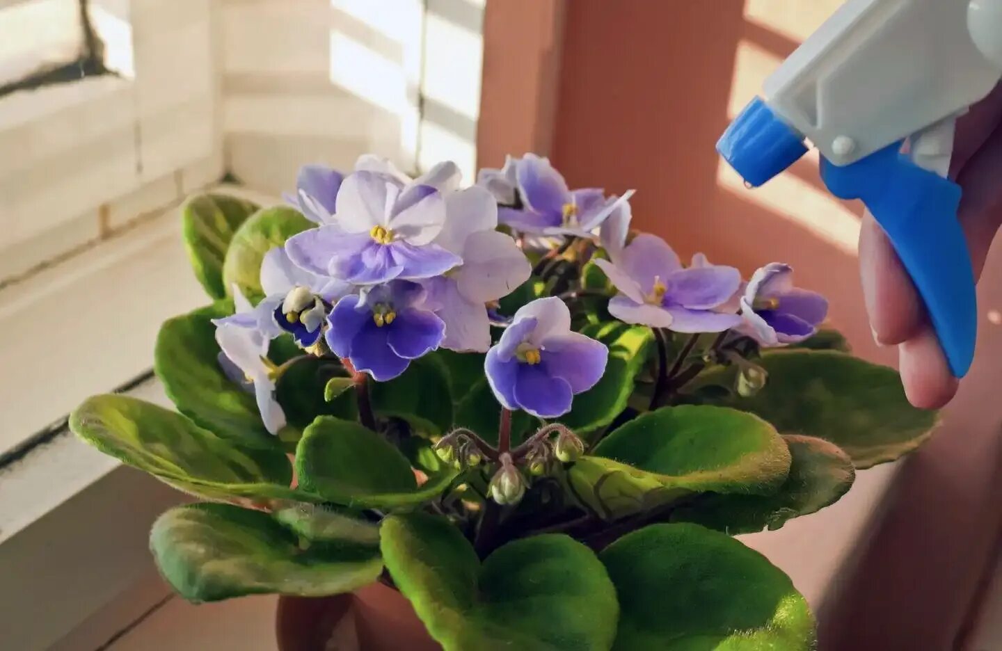 Кашпо для фиалок. Фиалка пангея. Полив фиалок в поддон. Узамбарская фиалка полив. Полив фиалки комнатной.
