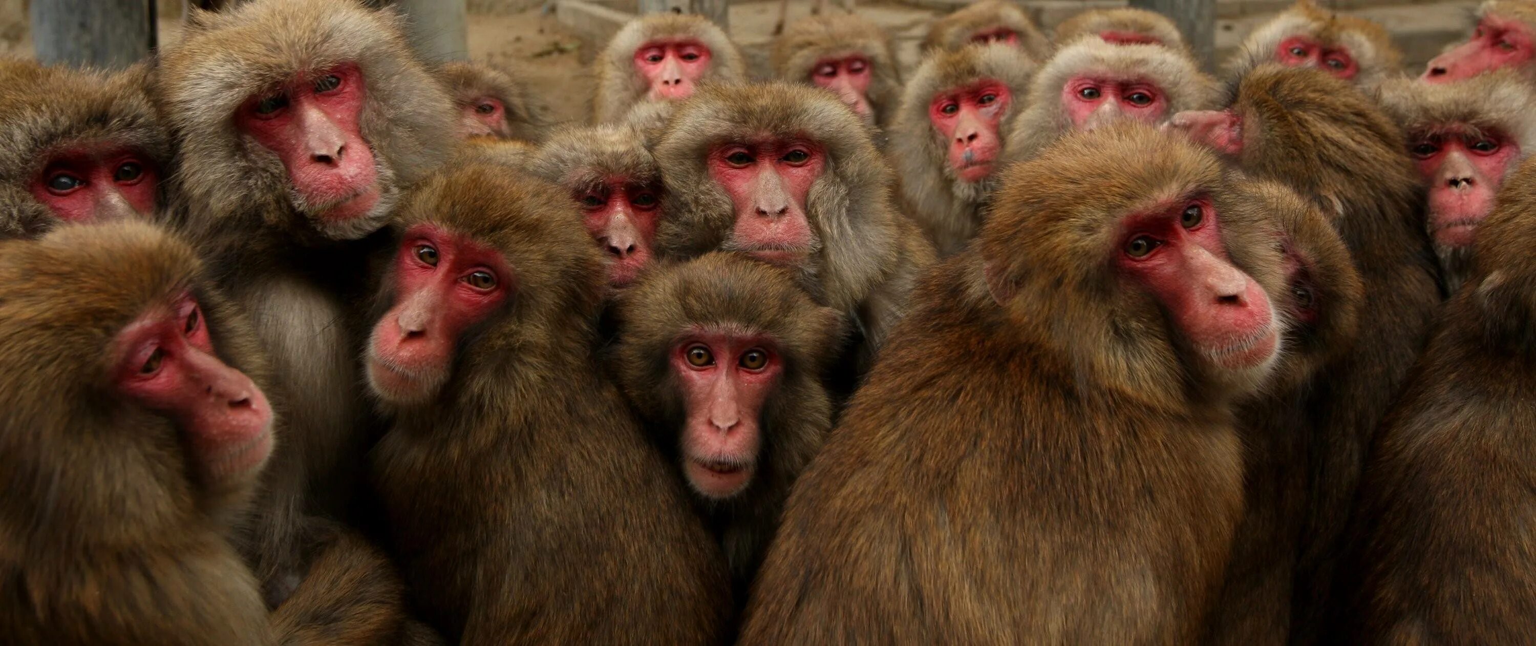 Кучка обезьян. Группа обезьян. Тонкинский ринопитек стая. Много шимпанзе. Стая шимпанзе.