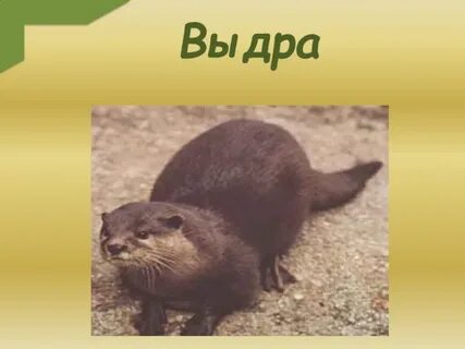 Животные ростовской
