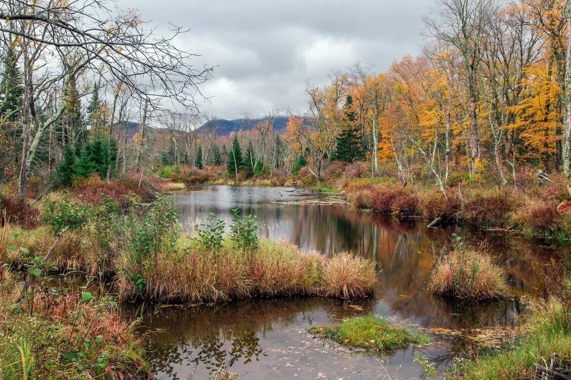 Реки россии осенью. Река осень Тверская область. Осень природа река озеро лес. Озеро осенью. Осеннее озеро.