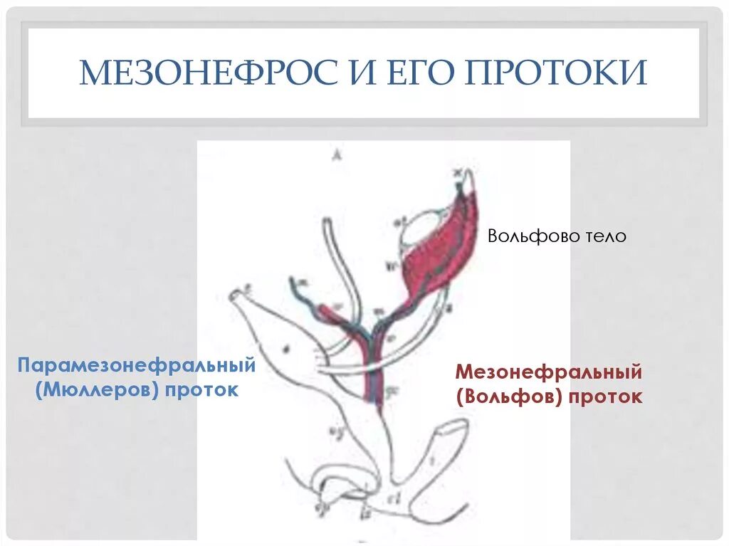 Мюллеров проток и Вольфов проток. Мезонефральный проток Мюллеров. Мезонефральный проток и парамезонефральный протоки. Мезонефральный проток функции. Развитие органов женской половой системы